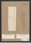 Navicula sp. (de-Toni-Nr.: Genus 1, Species 1095 ?) Zeichnungen Sammlung Grunow Nr. 1583 (NHMW-BOT-W0368120)